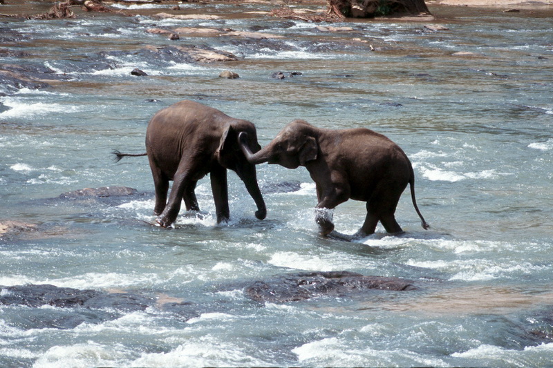 Sri Lanka, Pinnawela Elephant Orphanage